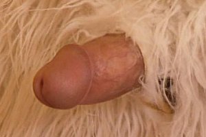 dilberayxxx